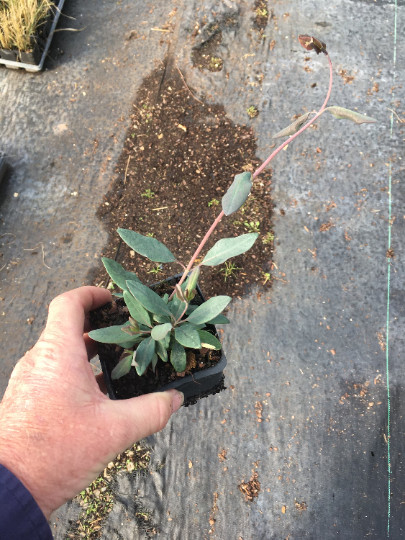 3 Trumpet Honeysuckle Major Wheeler Lonicera sempervirens in 3.5 in. pot, 3 pots