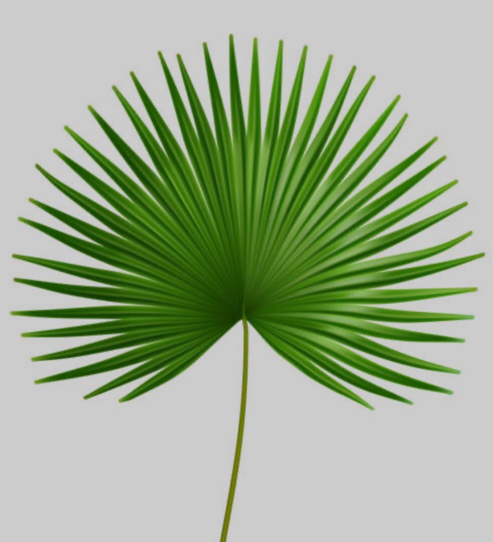 100+ Hardy Windmill Palm Tree Seeds ,USA Trachycarpus Fortunei SEEDS $5.00 SHIP