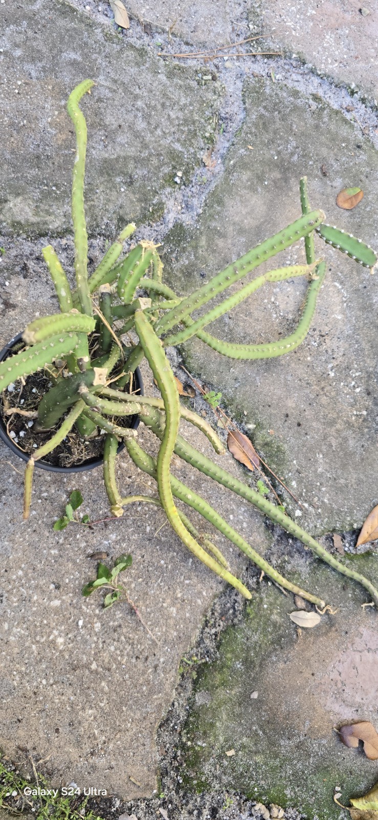 Selenicereus Pteranthus Plant Well Rooted In 4 Inches Nursery Pot