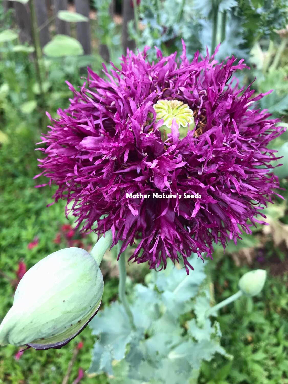 Poppy DOUBLE BLOOMS Mix Peony Flowers 5″ Blooms Huge Pods! Non-GMO 2000 Seeds!