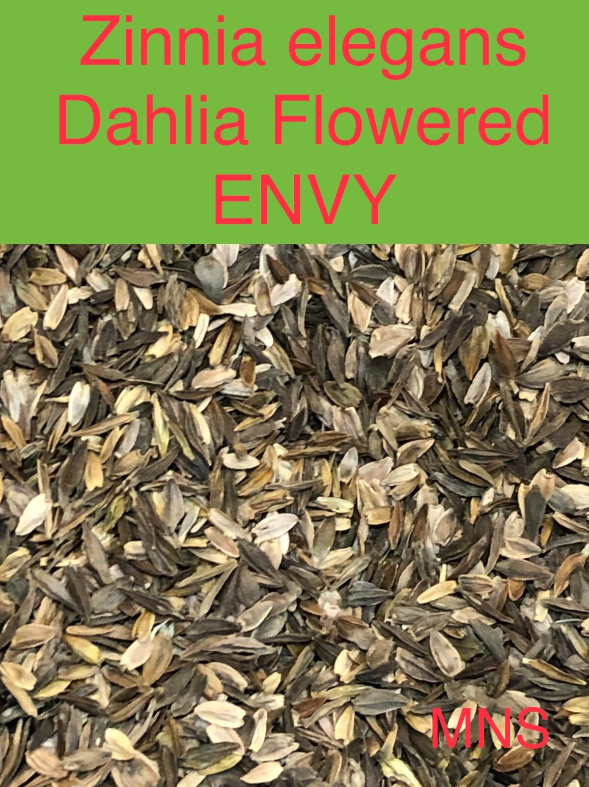 Zinnia ENVY elegans Lime Green Flowers RARE Butterflies Love! Non-GMO 100 Seeds