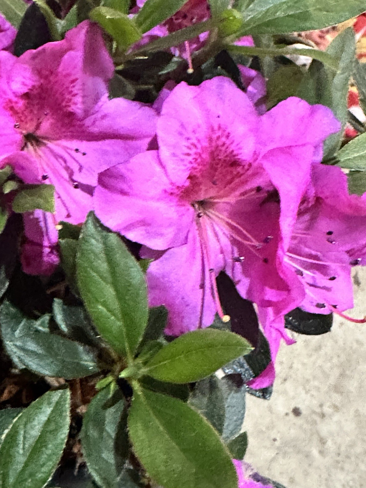 RHODODENDRON AZALEA FORMOSA LAVENDER 3 Live 6” Flower Plant Bush Purple CUTTINGS