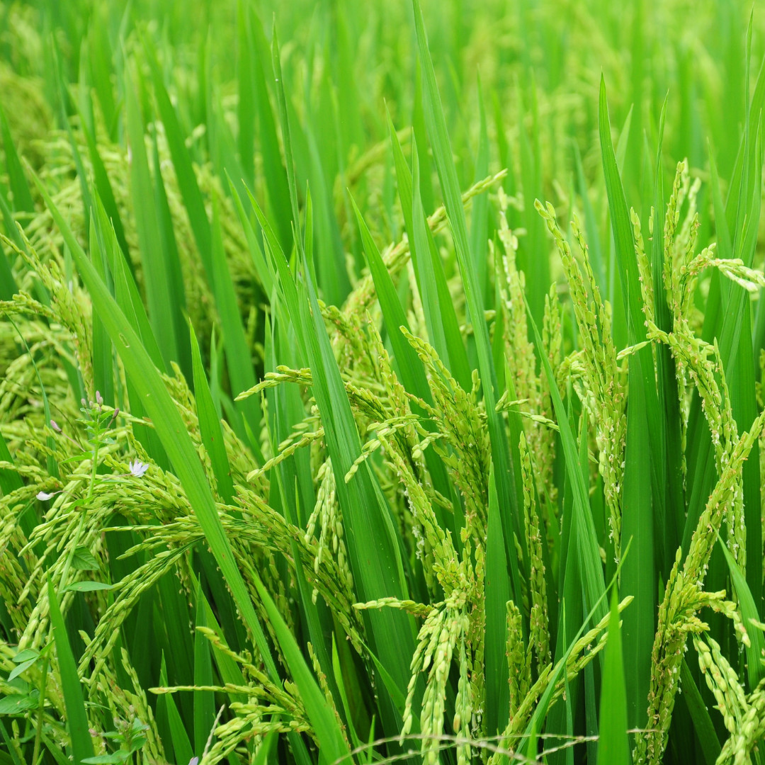 Fresh Yukimochi Rice Seeds | Short Grain | Heirloom Non-GMO | Grain Seeds