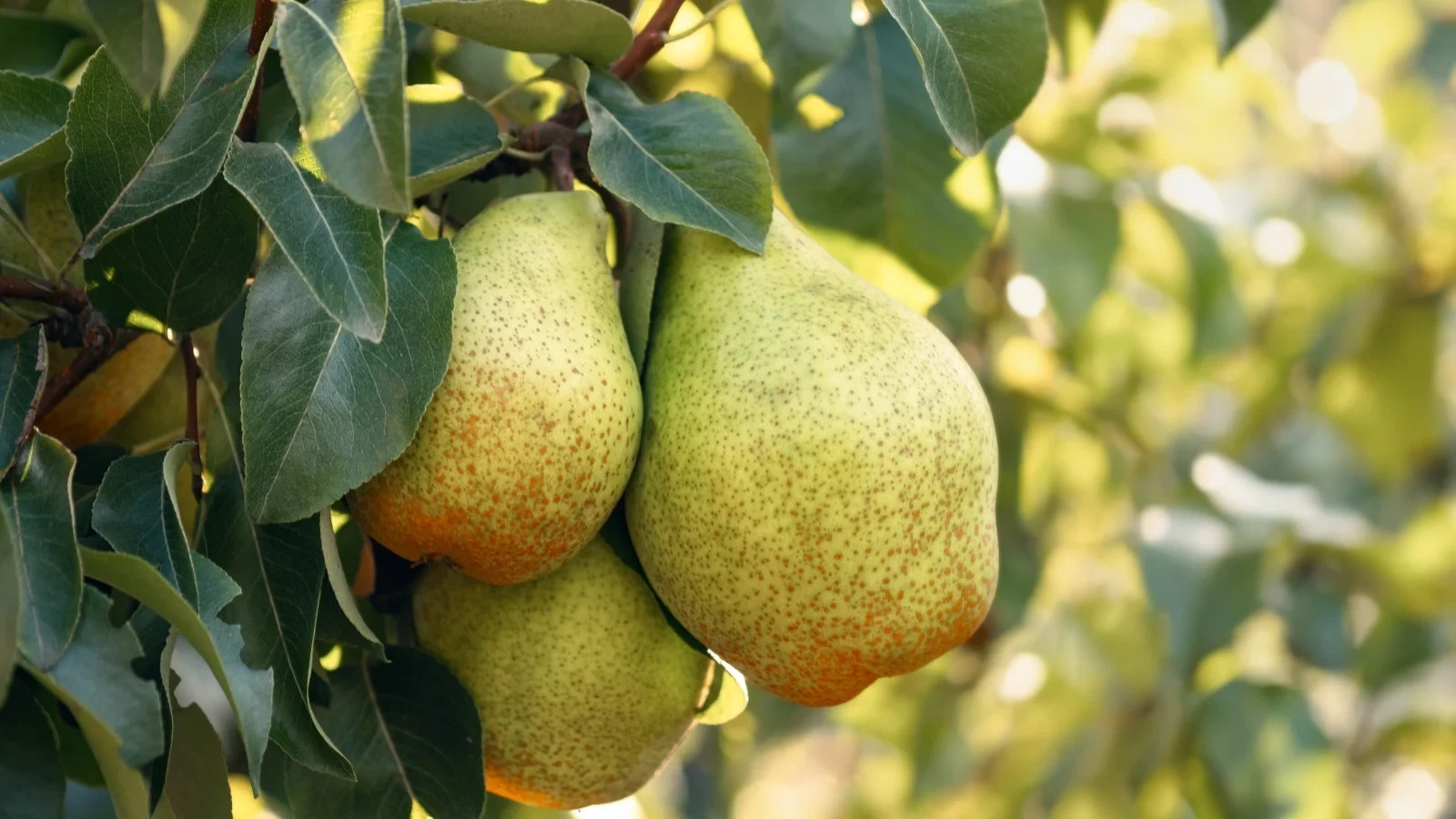100+ Bartlett Pear Tree Seeds (Pyrus communis) Bonsai Graft Landscape