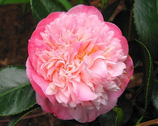 Mrs. Lyman Clarke~Camellia Japonica-Live Starter Plant -Highly Variable Blooms!