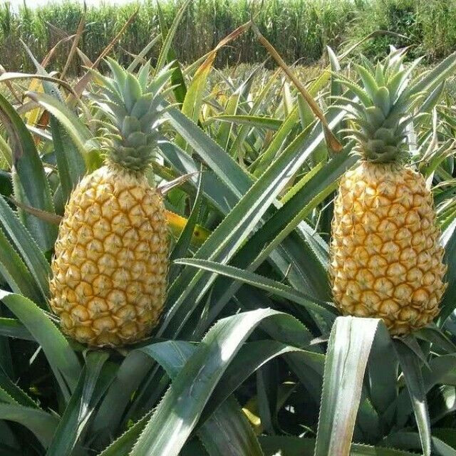 15+ Queen Pineapple Seeds for Garden Planting – USA – FREE SHIPPING!
