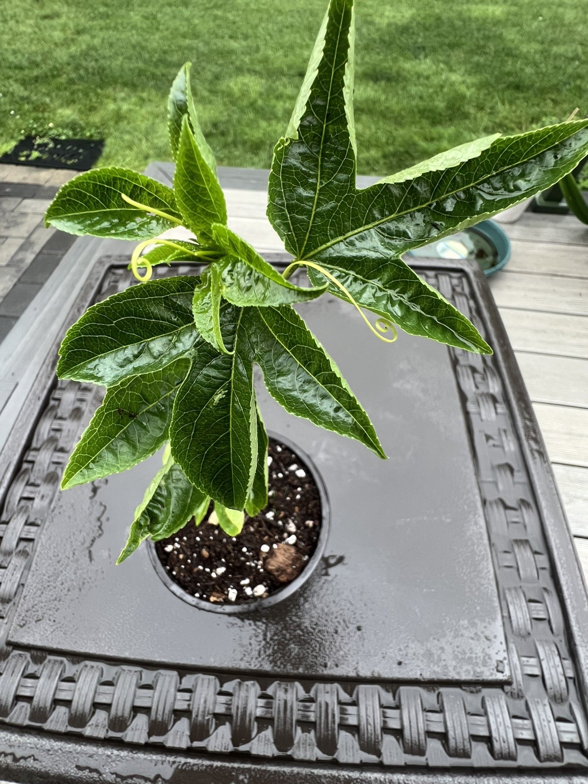 Passionfruit Vine Passiflora Purple Passionflower COLD HARDY Live Plant 4″ pot