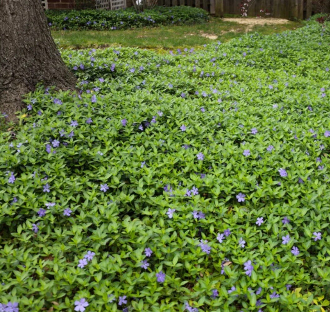 25+Vinca Minor Periwinkle Creeping Myrtle~Live Plants~Ground Cover CT Garden
