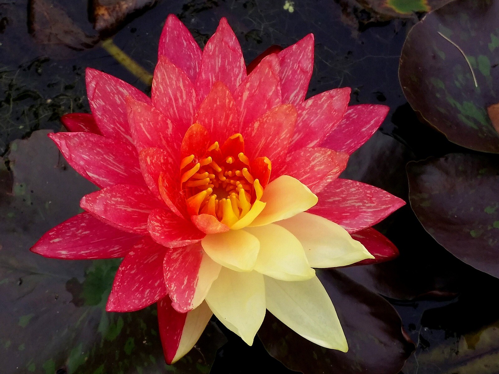Wanvisa Cold Hardy Water Lily With Many Pads &free Bog Plant