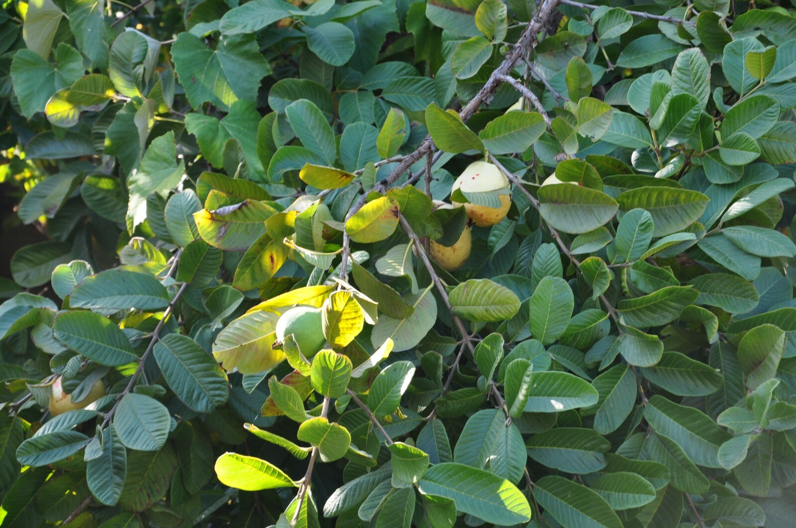 1 Asian Cream White Tropical Guava Fruit Tree Psidium Guajava Tree App 14″