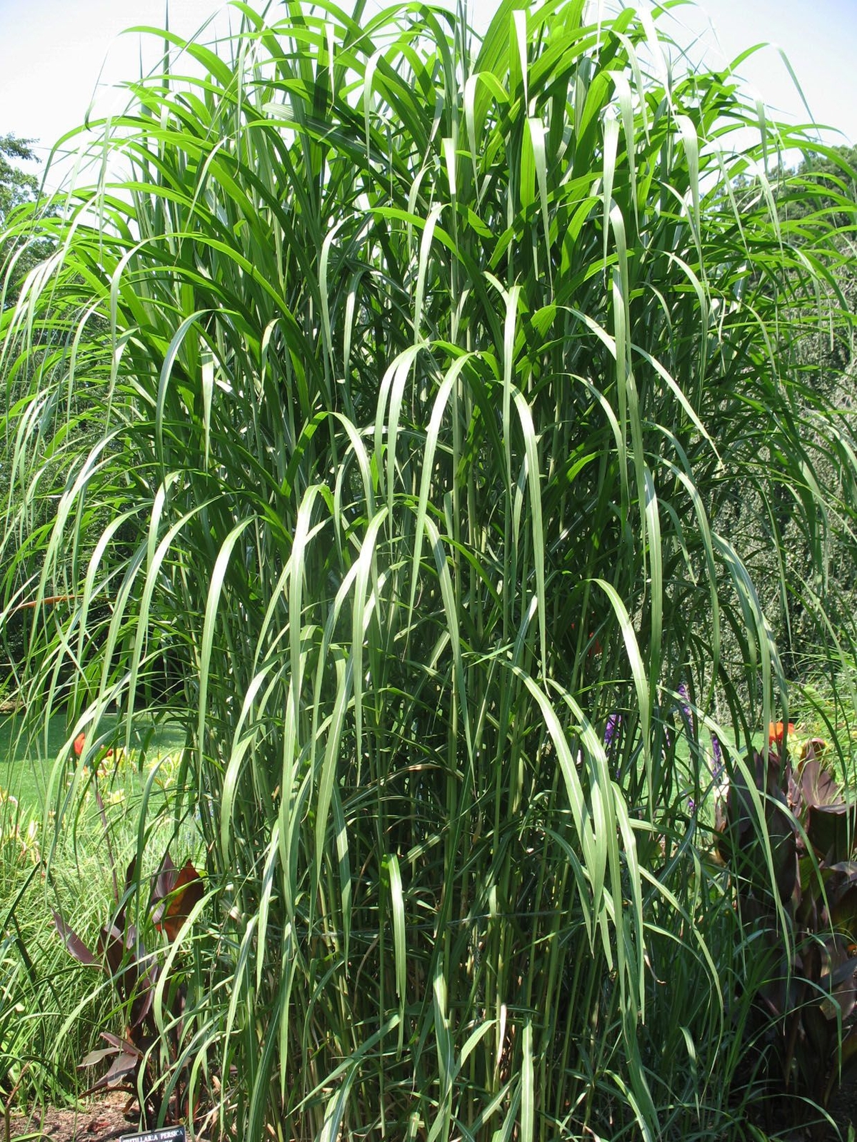 Miscanthus floridulus Giganteus GIANT SILVER GRASS Seeds!