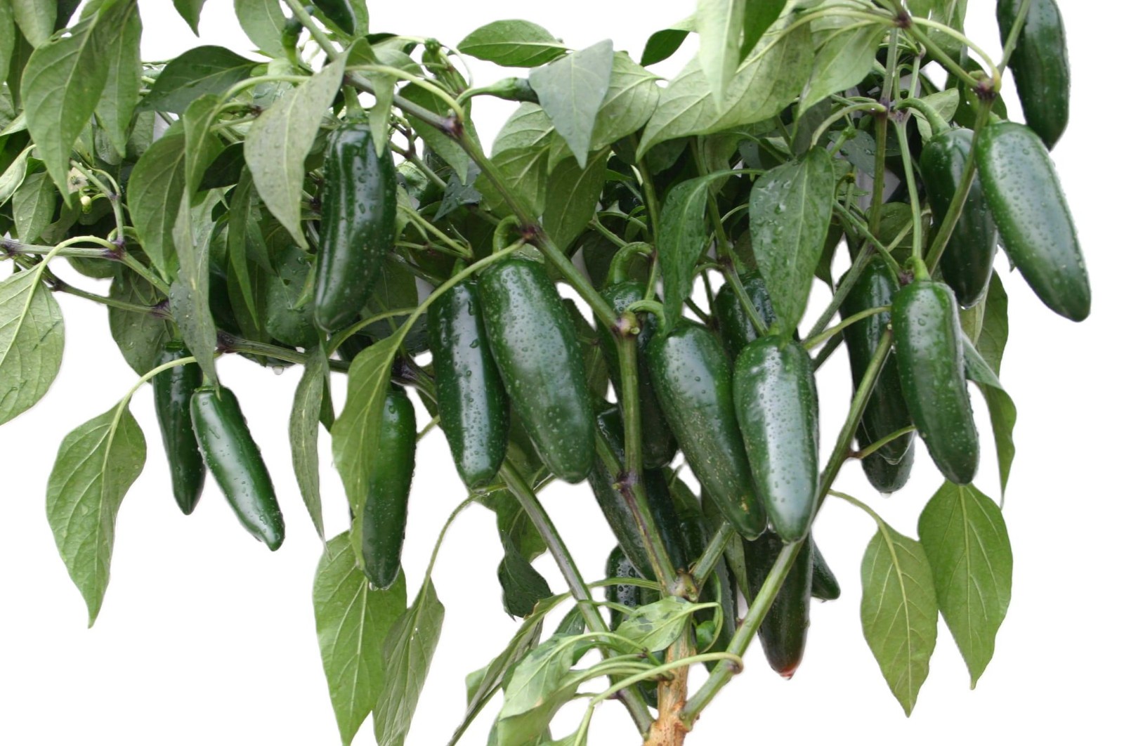 Tormenta Hybrid Jalapeno Pepper: 10 Seeds New, Rare! Selling Fast!