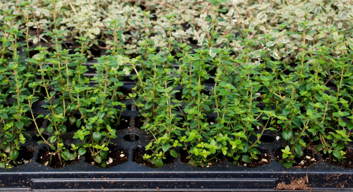 3 Live English Thyme Plants,2–6″Tall, No Pot, Culinary & Aromatic Perennial Herb