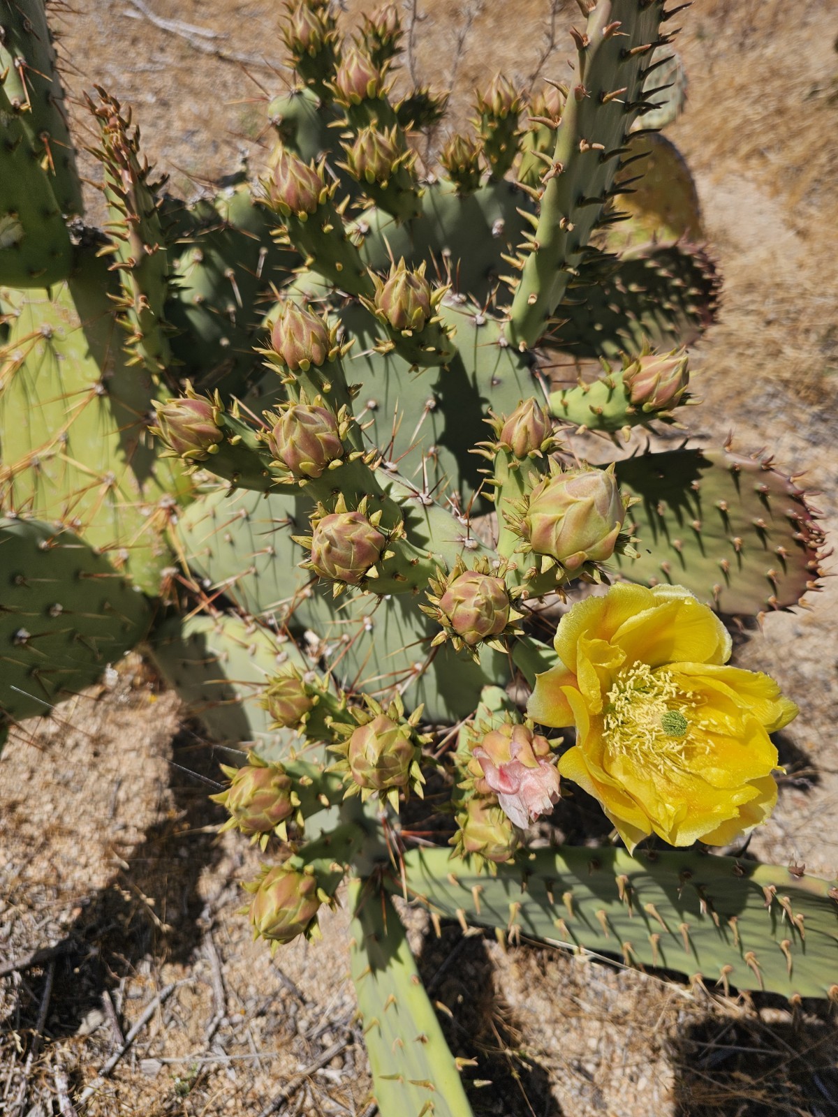 Opuntia Littoralis, Coastal Prickly Pear; 2 pads 4-7″ tall