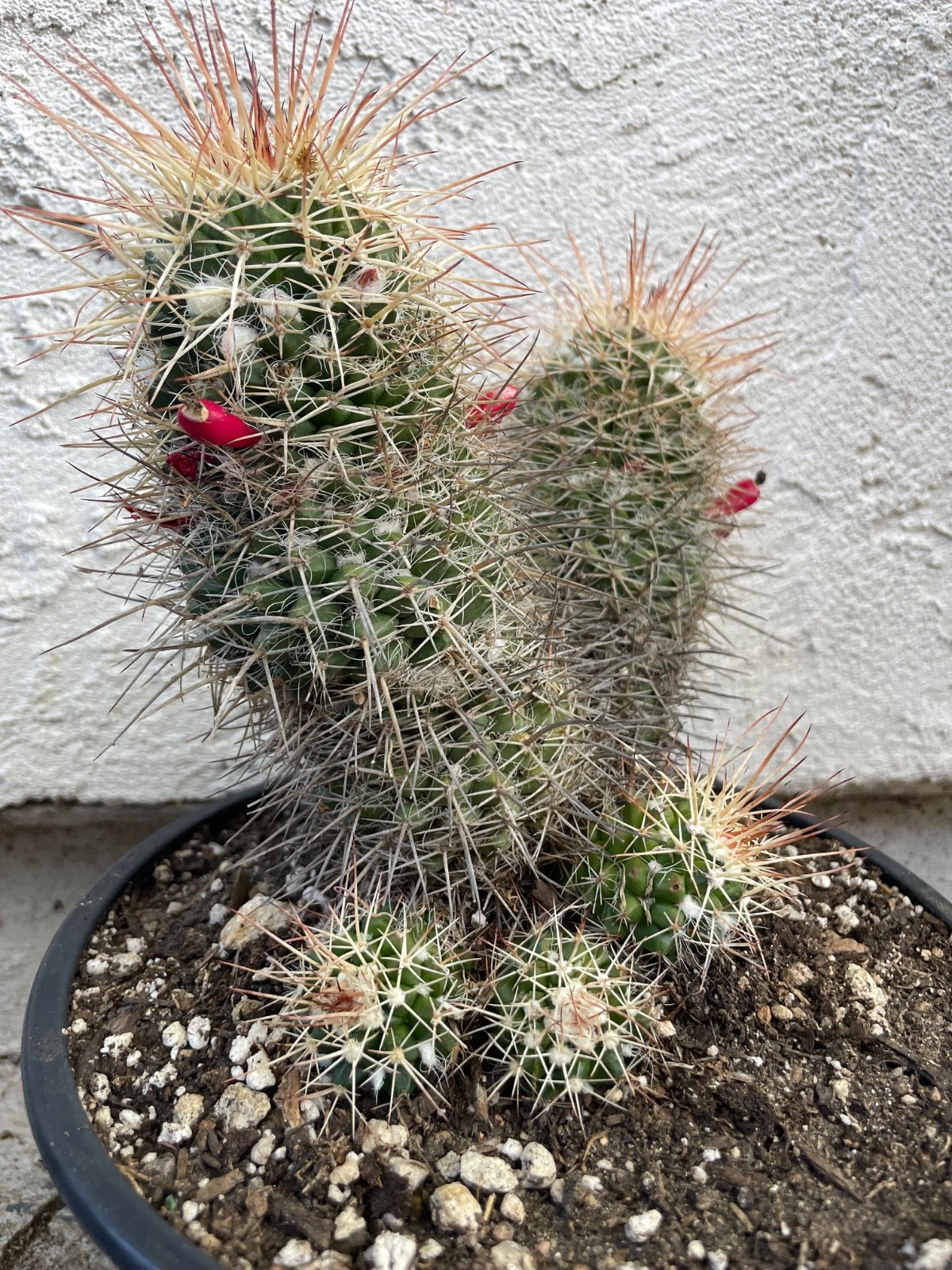 beautiful long spines cluster, Mammillaria Karwinskiana Nejapensis #P9