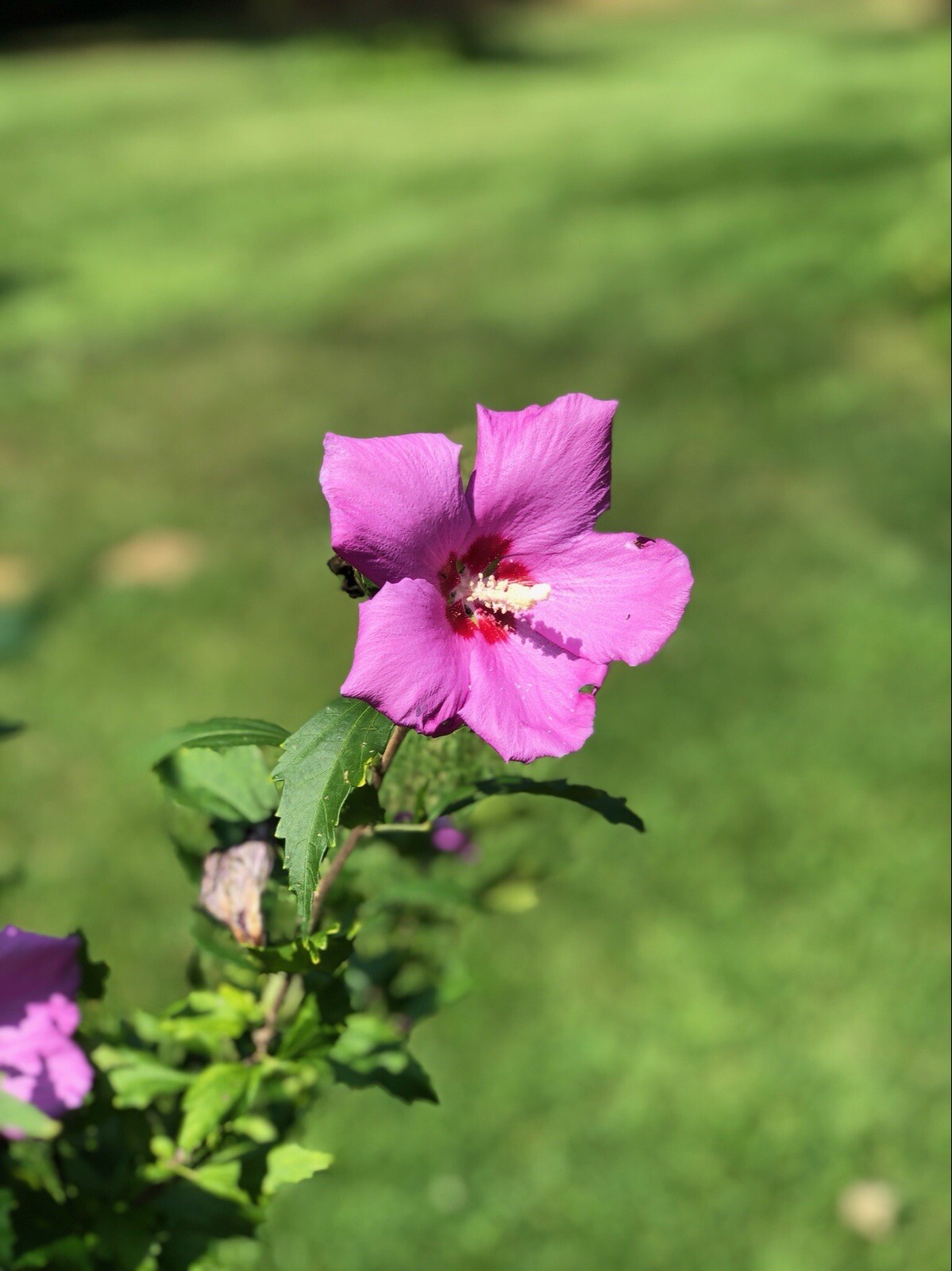 (2) Hardy Hybiscus Rose of Sharon live starter plants. Zones 5-9
