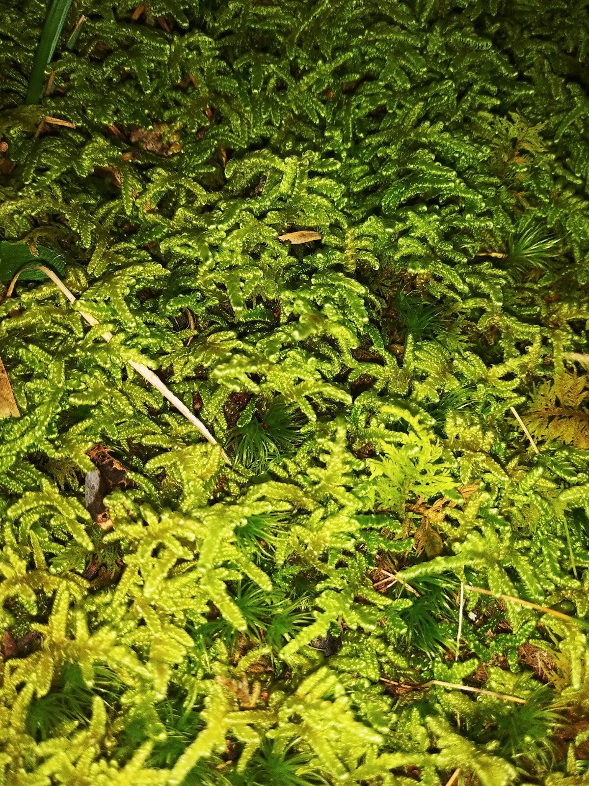 Living Moss – Fresh Sheet Moss Terrariums (THIRTY) 1 Gallon Size Bag