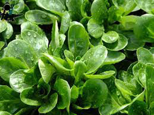 500+Dutch Corn Salad Seeds Lamb’s Lettuce Mache Locusta Herb Vegetable USA