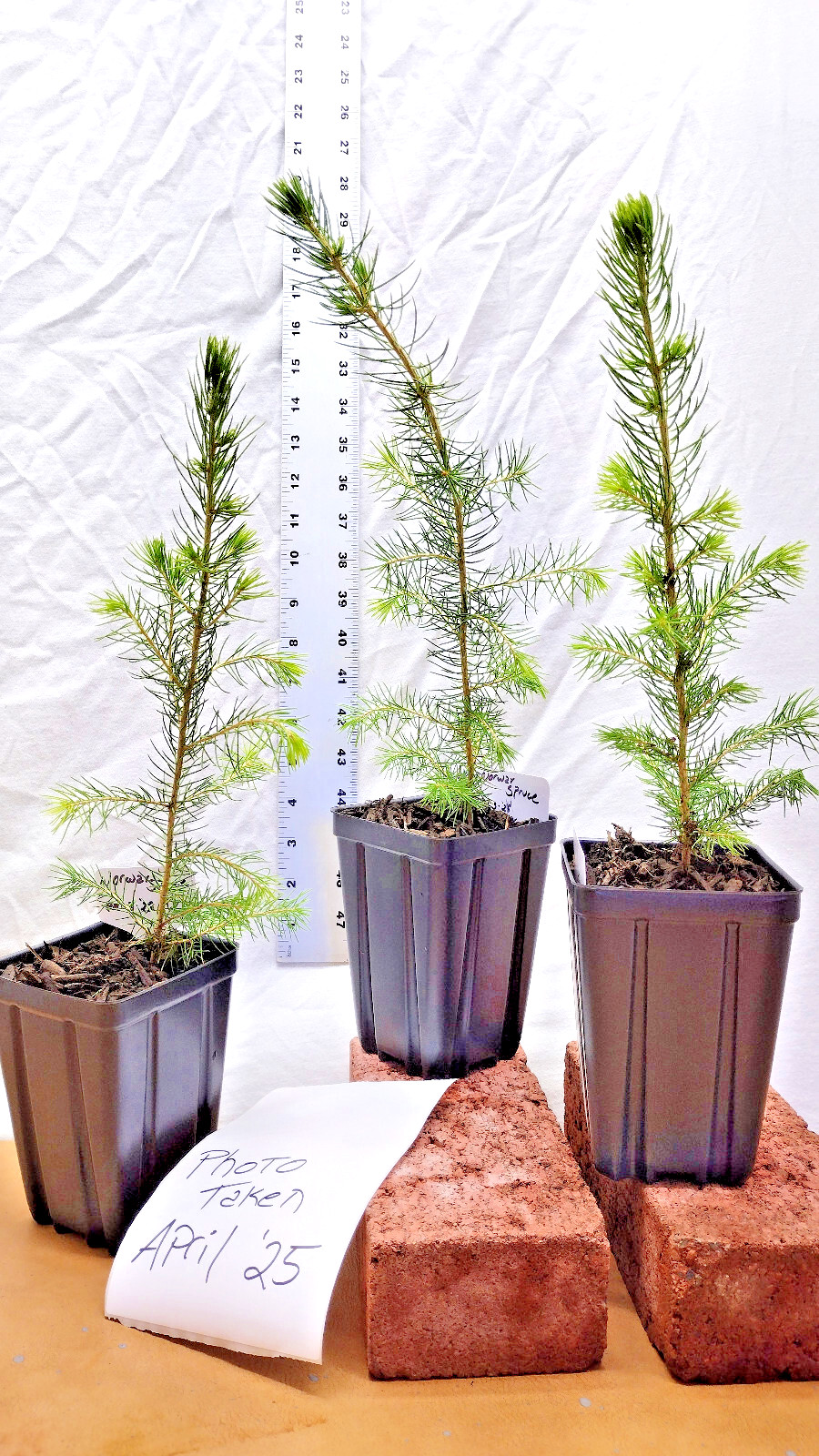 Norway Spruce 1 year old tree in nursery pot. Picea abies. Live