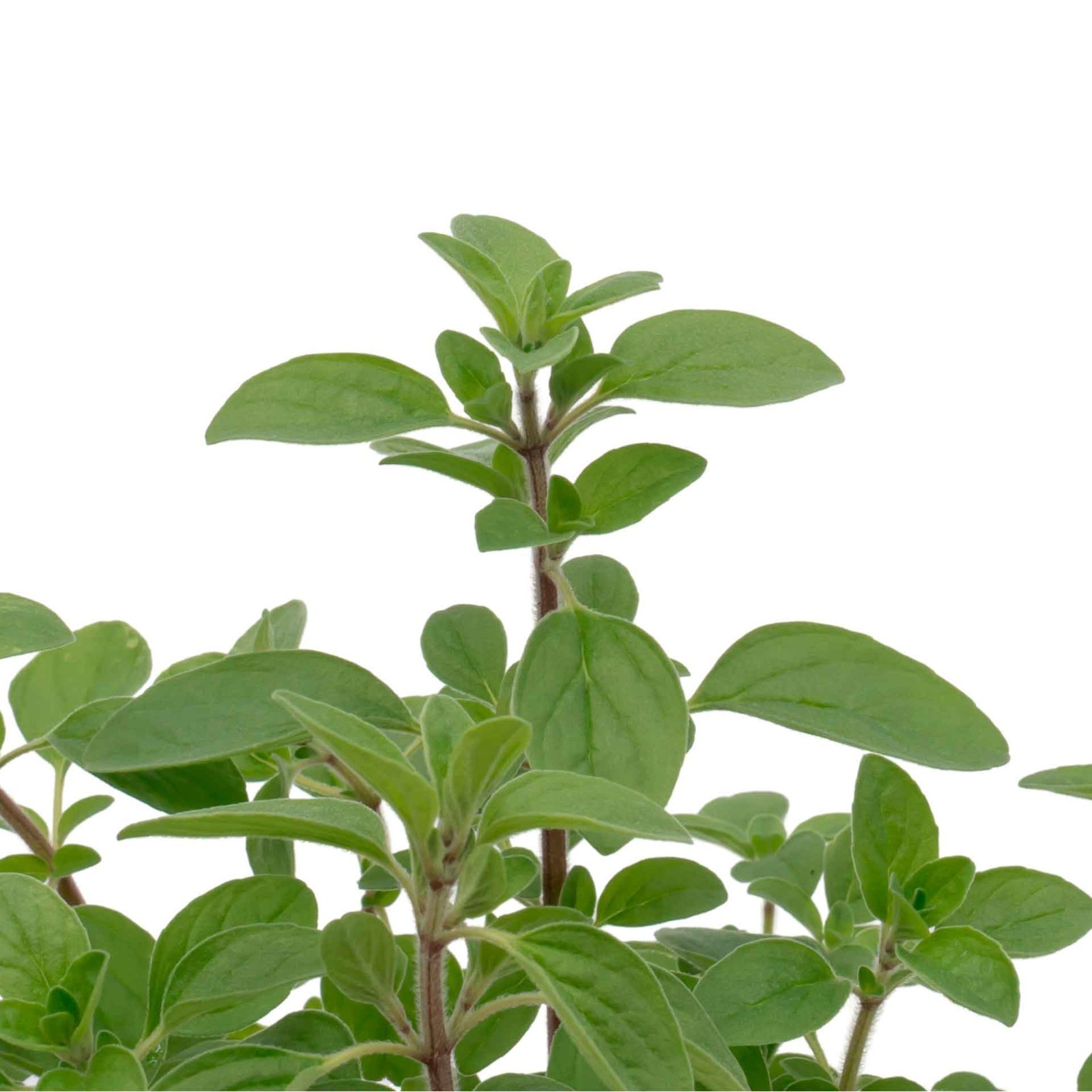 Common Oregano (Origanum vulgare) in 3.5″ Nursery Cubes, Aromatic Edible Herbs