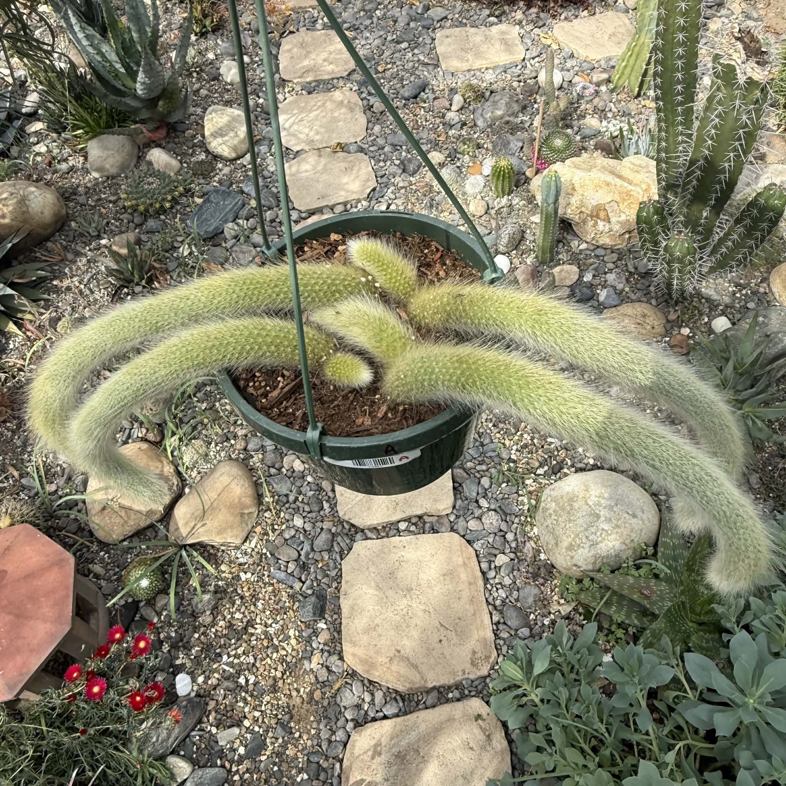 Cleistocactus Winteri ssp. Colademononis ‘Monkey Tail Cactus’