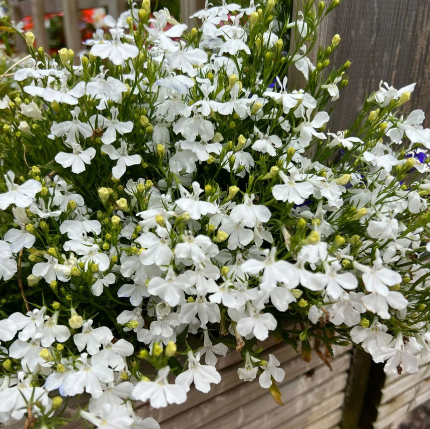 White Lobelia Plant – 2-5″ Tall – 3″ Pot – Compact White Flowering Plant