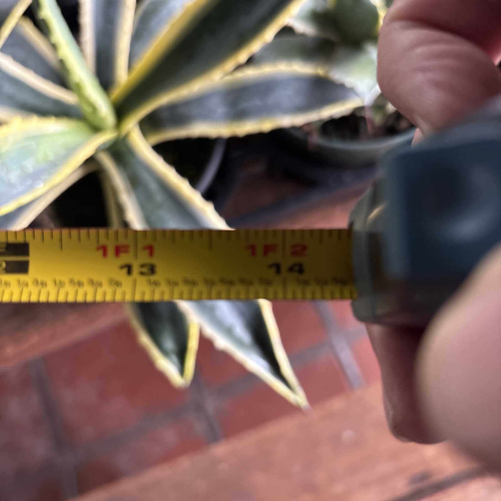 Agave cornelius Starlight 6 in pot