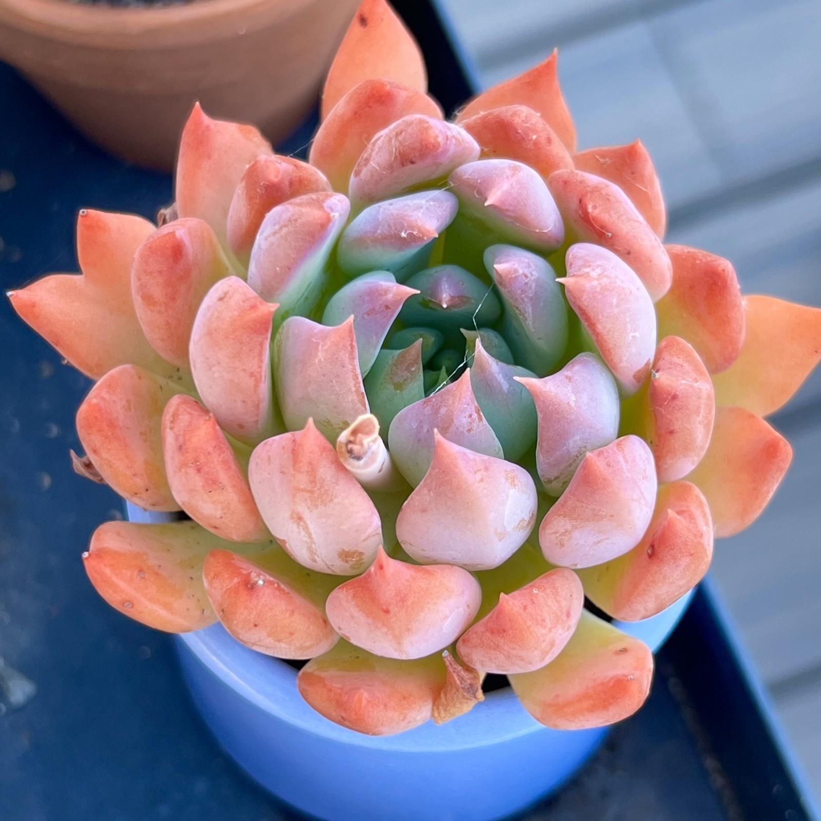 Rare Succulent Dark Elf Fully Rooted Healthy Live Easy Care Plant 2-3 Inches