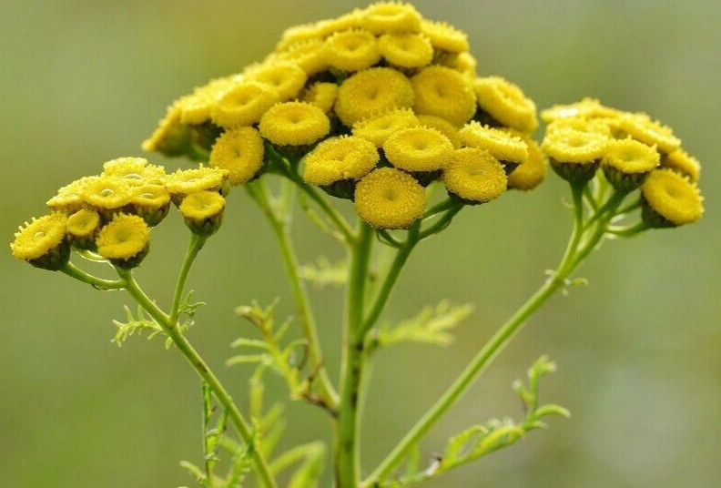 Tansy Tanaseum Vulgare medicinal insect mosquito virus repellent plant
