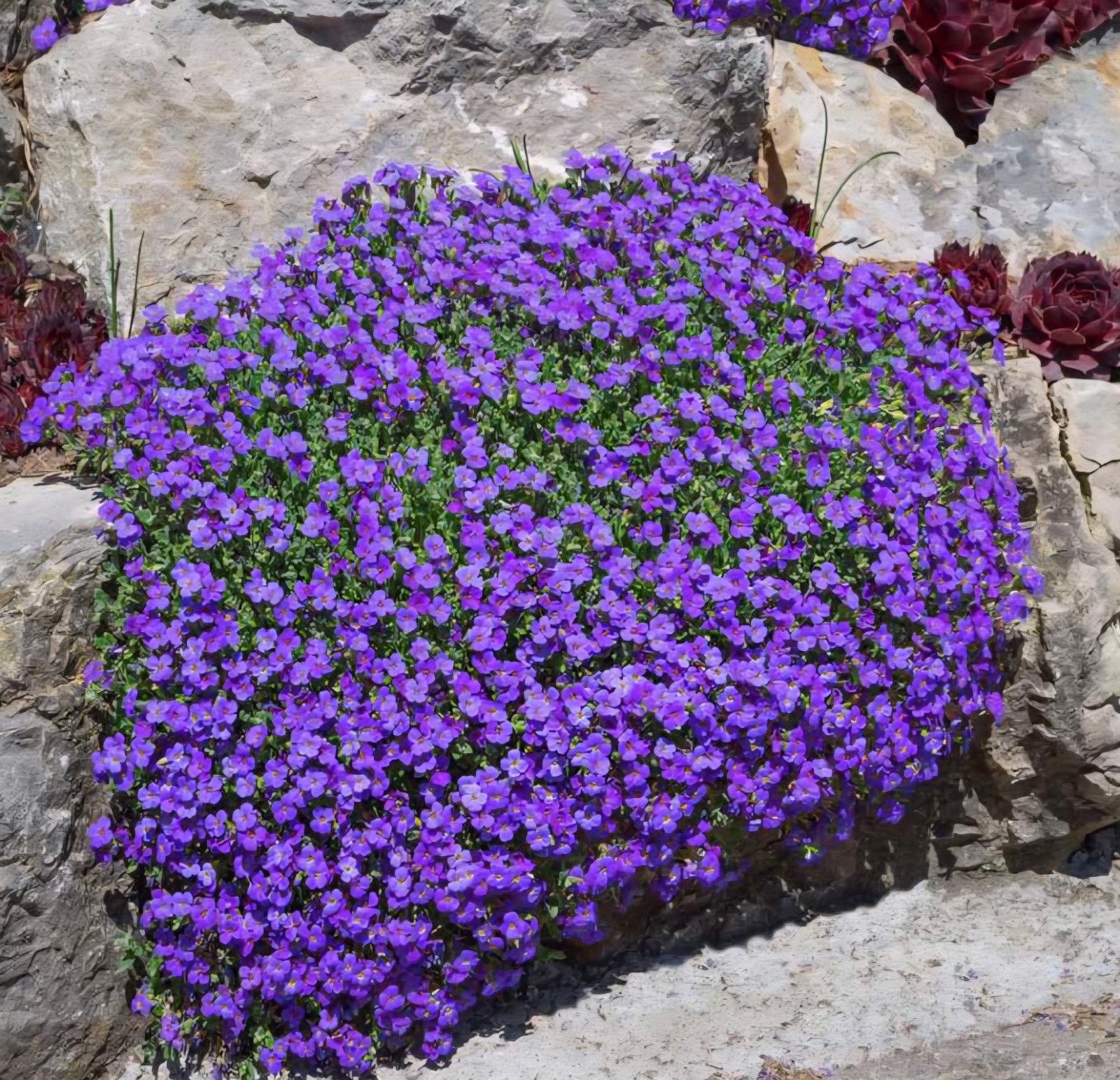 Purple Rock Cress, Aubrieta SEEDS