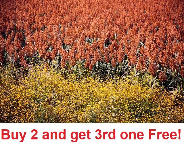 100 Rox Orange cane seeds