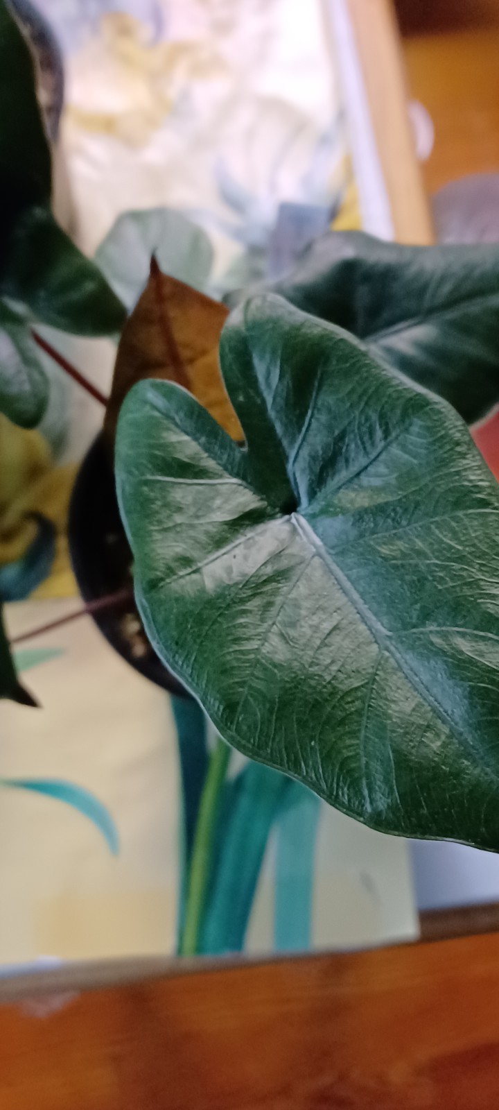 ALOCASIA Plumbae Metallica Elephant Ear. Live 4″inch Potted Plant