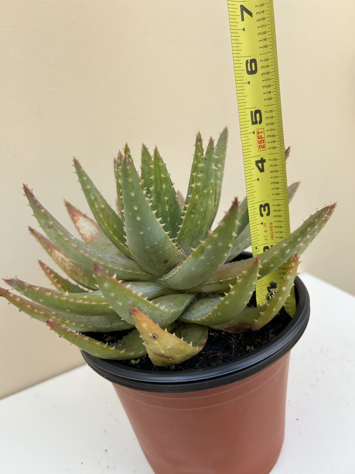 Live Large 10in. Short-Leaf Aloe Blue Aloe Brevifolia ‘Crocodile’ Plant w/roots