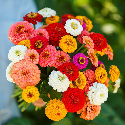 Zinnias CUT AND COME AGAIN Flowers Butterflies Hummingbirds Non-GMO 100 Seeds!
