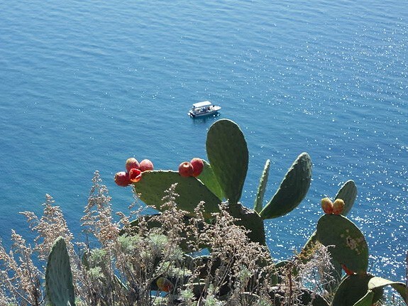 Opuntia ficus-indica | Cactus Pear | Prickly Pear Cactus | 10 Seeds