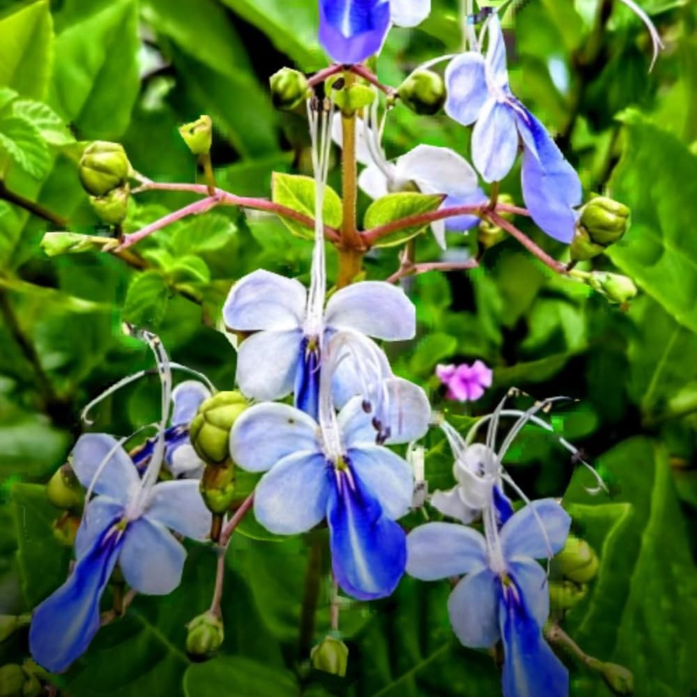 3 Mixed Clerodendrum Bleeding Heart Plants Live, 5-10 Inch Height