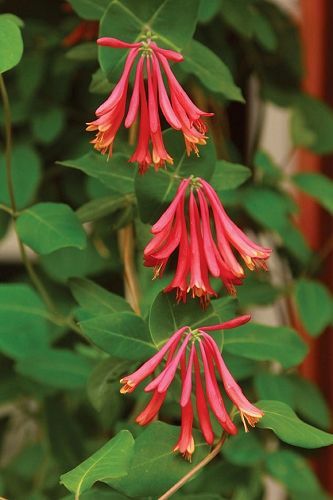 TRUMPET CORAL HONEYSUCKLE VINE Lonicera Sempervirens Starter Plant*USA SELLER*