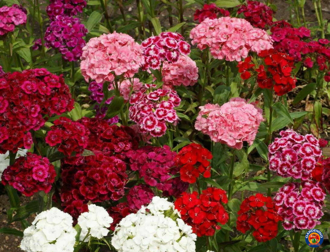 Sweet William Flower Seeds Pinks Dianthus Mixed Colors (1000 to 25,000 SEEDS)