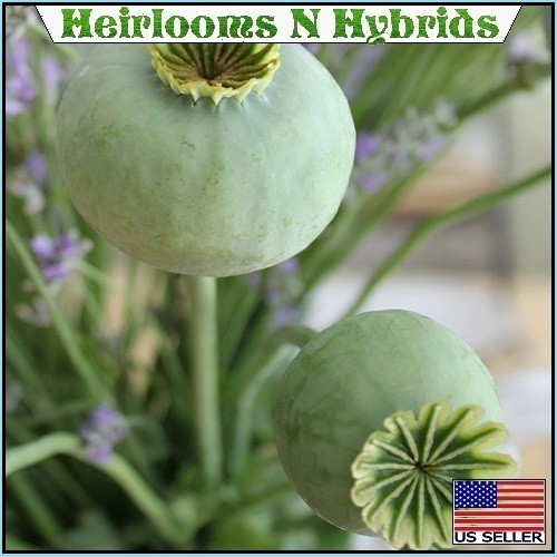 2,500+ The Giant, “Rattler” Papavear Somniferum Giganteum Poppy Seeds Huge Pods
