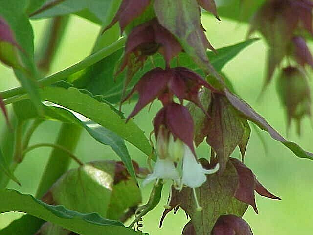 Himalayan Honeysuckle bush 201 seeds hardy perennial, mariesgreengarden