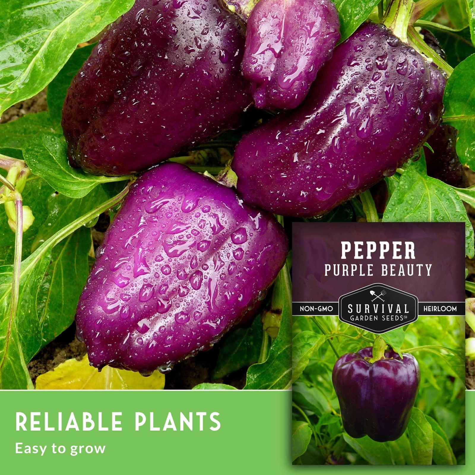 Purple Beauty Bell Pepper Seeds for Planting | Heirloom Sweet