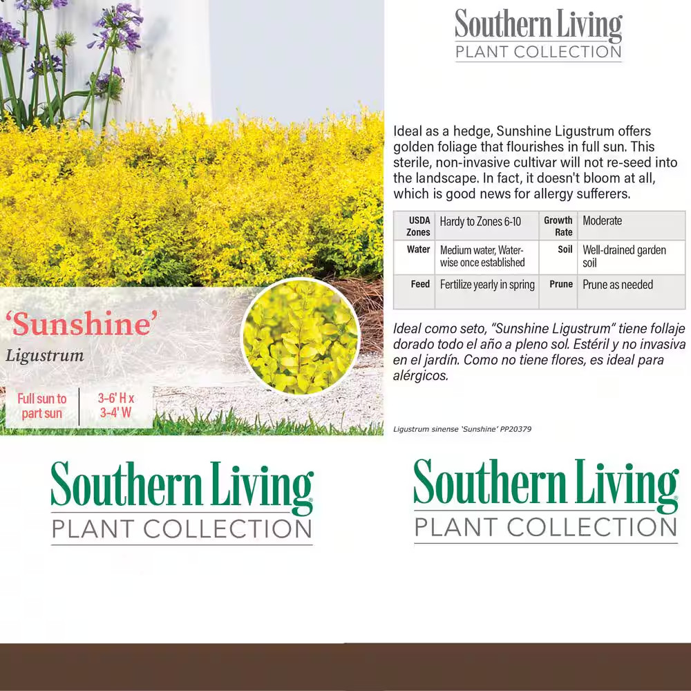 2 Gal. Sunshine Ligustrum Privet Shrub with Golden-Yellow Foliage