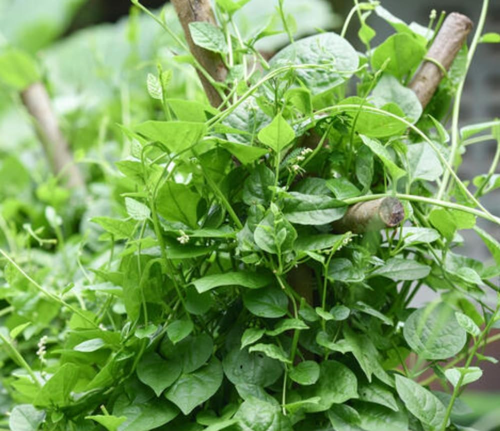 100+ Organic Malabar Spinach Seeds – Rau Mồng Tơi – Basella Alba – Climbing Spin