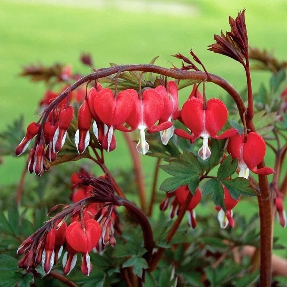 VALENTINE Dicentra / Bleeding Heart (Dormant Bare Root With 2/3 Eyes)