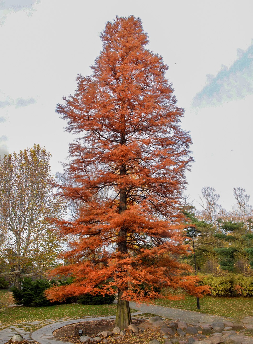 Northern Bald Cypress Tree | Premium Seeds | Taxodium distichum Summer | Plants’