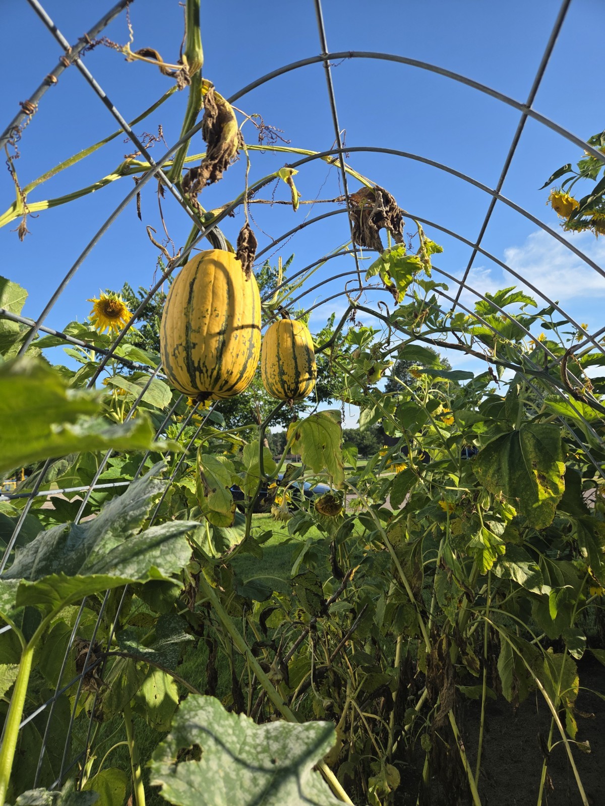 Big Delicata Squash Seeds, Squamkins. For 2026.