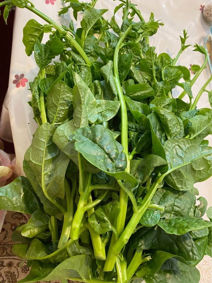 Green And Red Malabar spinach 40 Mixed seeds