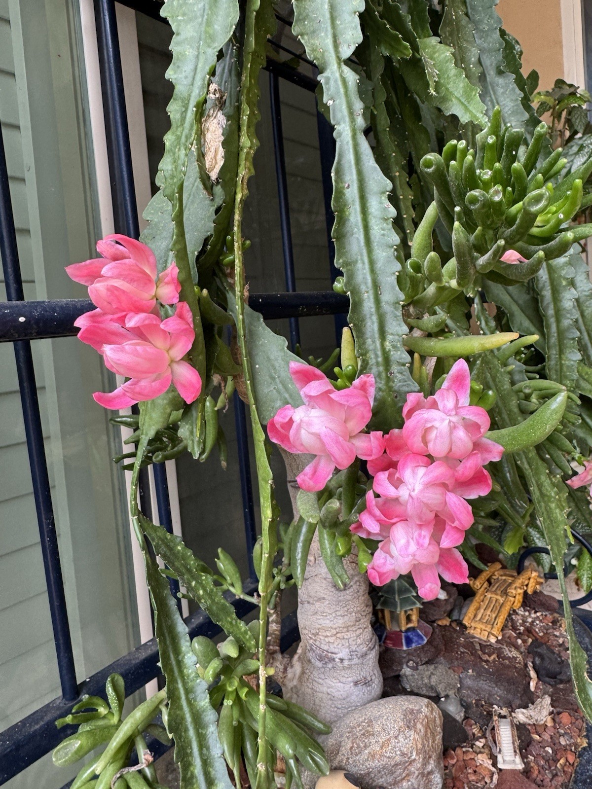 10 +2 Mystery Color NOID Epiphyllum Orchid Cactus Cuttings, 7-10in. Long