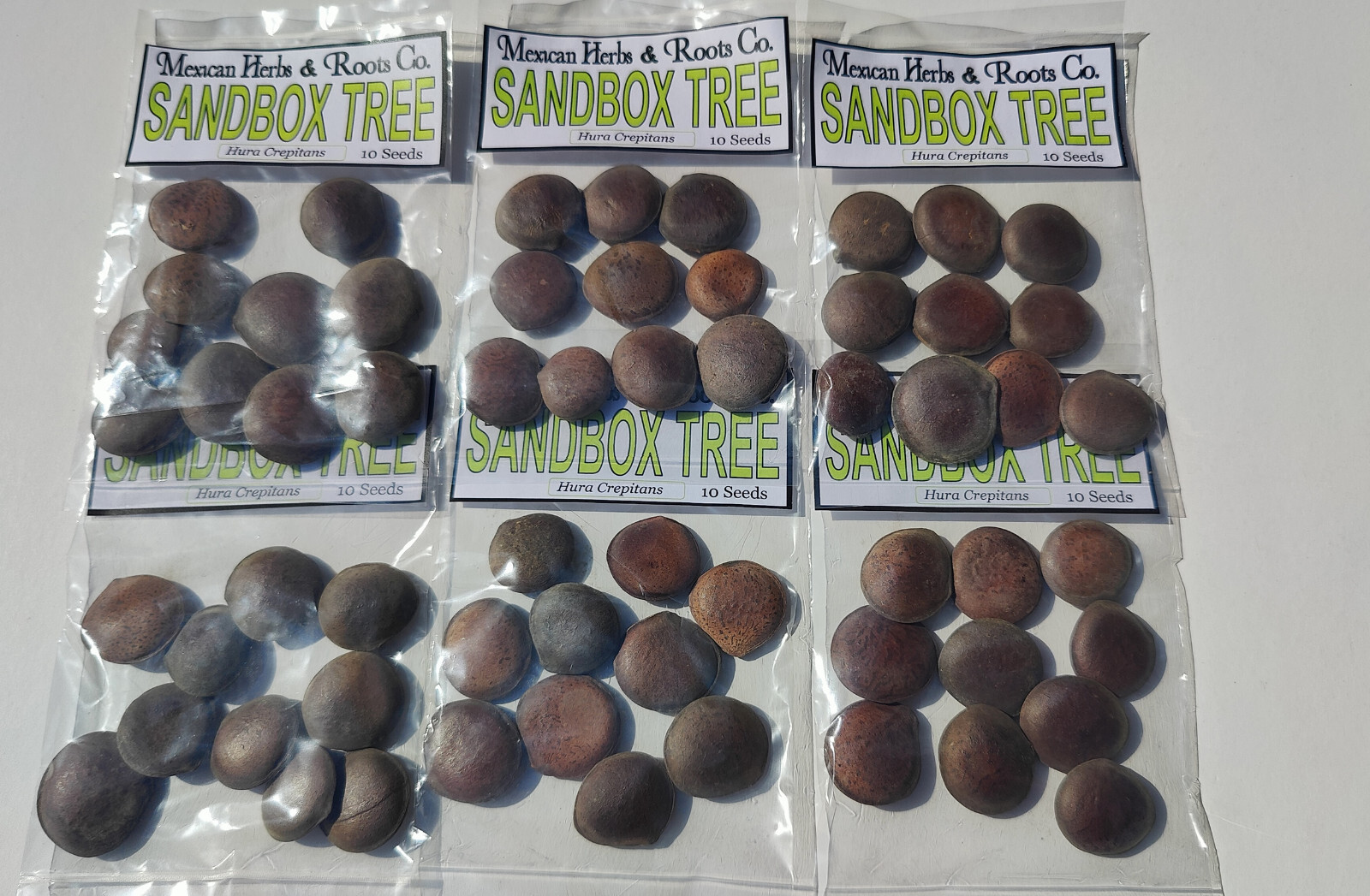 sandbox tree 10 seeds (Hura crepitans, possumwood, jabillo )