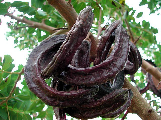 Carob Pods & Seeds, whole, wild-crafted “St. John’s bread” raw, chocolate flavor